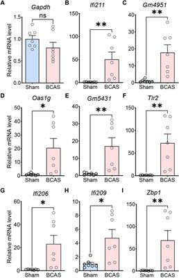 Cortex-specific transcriptome profiling reveals upregulation of interferon-regulated genes after deeper cerebral hypoperfusion in mice